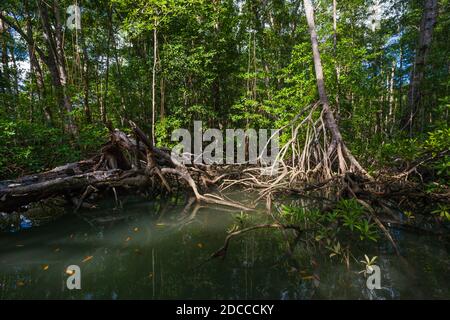 Mangrovenwald im Coiba Island Nationalpark, Veraguas Provinz, Republik Panama. Stockfoto