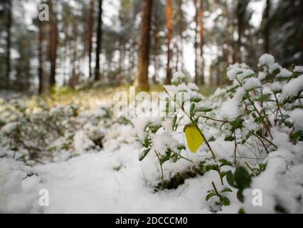 Gemeinsame Schwefel Stockfoto