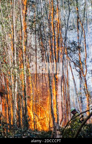 Miami Florida, Pennsuco West Okeechobee Road, Feuer beschädigt Bäume Asche kontrollierten Verbrennung, Feuerwehrmänner Feuerwehrmänner Feuerwehrmänner Everglades Rand Rauch, Stockfoto