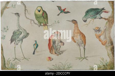 Anonymous Artist, (Maler), Jan van Kessel der Ältere, (verwandter Künstler), Flämisch, 1626 - 1679, Study of Birds and Monkeys, 1660/1670, Öl auf Kupfer, insgesamt: 10.5 x 17.2 cm (4 1/8 x 6 3/4 Zoll Stockfoto