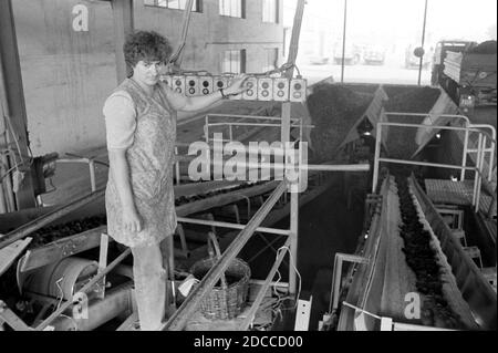 21. April 1981, Sachsen, Eilenburg: Im April 1981 steht eine junge Frau am Kartoffelförderband im Kartoffellager Eilenburg. Genaues Aufnahmedatum nicht bekannt. Foto: Volkmar Heinz/dpa-Zentralbild/ZB Stockfoto