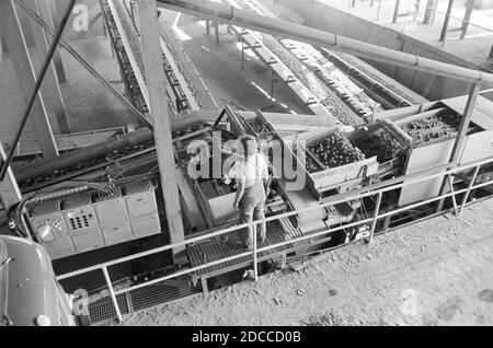 21. April 1981, Sachsen, Eilenburg: Im April 1981 steht eine junge Frau am Kartoffelförderband im Kartoffellager Eilenburg. Genaues Aufnahmedatum nicht bekannt. Foto: Volkmar Heinz/dpa-Zentralbild/ZB Stockfoto