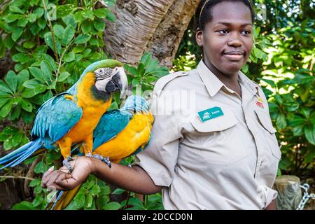 Miami Florida, Papagei Jungle Island Öko-Abenteuerpark, blau goldener Ara Papageien schwarz afrikanische Frau weibliche Tierhandlerin, Stockfoto