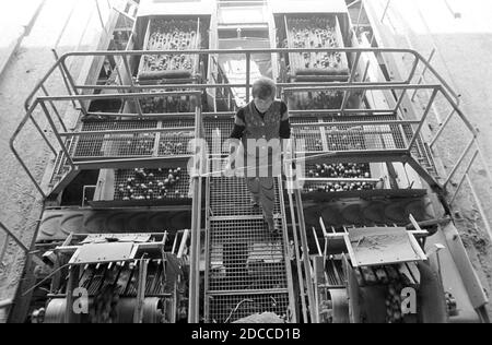 21. April 1981, Sachsen, Eilenburg: Im April 1981 steht eine junge Frau am Kartoffelförderband im Kartoffellager Eilenburg. Genaues Aufnahmedatum nicht bekannt. Foto: Volkmar Heinz/dpa-Zentralbild/ZB Stockfoto