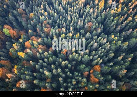 Antenne Drohne von oben nach unten anzeigen. Gelb, orange und rot Bäume im Herbst in bunten Wald. Sonnigen Tag im Herbst in den Bergen Stockfoto