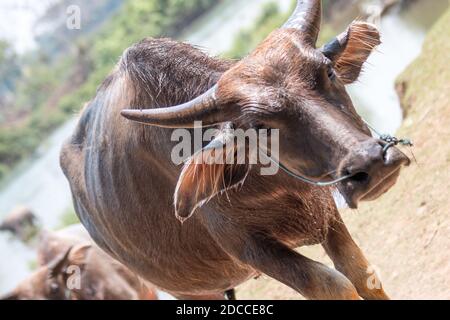 voyager au laos, Reise nach laos dans les 4000 iles au sud du laos. Lieu les plus touristiques du laos. Beaucoup de Backpacker si retrouvent. Stockfoto