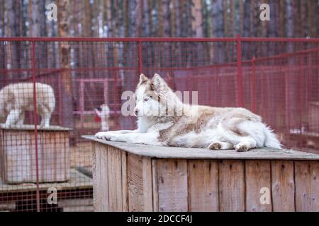 Sibirischer Husky Hund auf einem Holzhaus liegend. Der Hund liegt, gelangweilt. Stockfoto