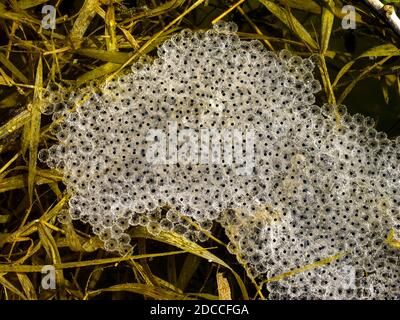Laich des wendigen Frosches (rana dalmatina) Stockfoto