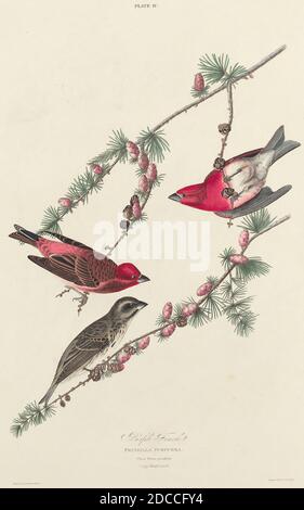 William Home Lizars, (Künstler), Scottish, 1788 - 1859, John James Audubon, (Künstler nach), American, 1785 - 1851, Purple Finch, The Birds of America: Plate IV, (Serie), 1827, handkolorierte Radierung auf Whatman-Papier Stockfoto