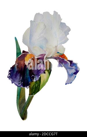 Helle und dunkelviolette Blütenblätter Iris isoliert Aquarell Kunst Stockfoto