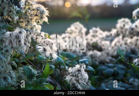 Old mans Bart wächst in der Hecke in Farmers Feld, wo es im Herbst und Winter, wenn es mit flauschigen weißen Keimköpfe bedeckt sticht. Stockfoto