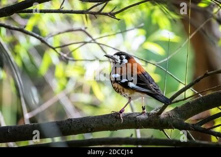 Auf einem Ast thront die Kastaniendrossel Geokichla dohertyi. Heimisch in Lombok, Timor und den Kleinen Sundainseln in Indonesien. Unverlierbare Breedi Stockfoto