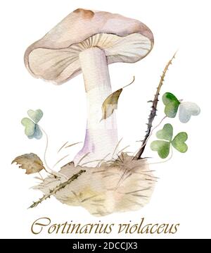 Handgezogene Waldpflanzen in Aquarellfarben. Isolierte botanische Darstellung auf weißem Hintergrund. Fliederessbare Pilze in natürlicher Umgebung Stockfoto