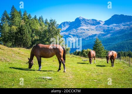 In der Nähe des Sils-Sees und des Dorfes Sils im Oberengadiner Tal (Graubünden, Schweiz) weiden drei braune Pferde auf grünen Feldern Stockfoto