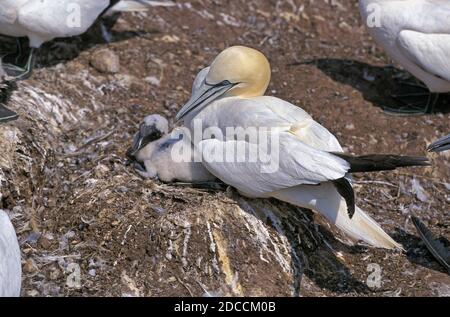 NÖRDLICHE GANNET SULA BASSANA, ERWACHSEN MIT KÜKEN, DIE AUF DEM NEST STEHEN, BONAVENTURE INSEL IN QUEBEC Stockfoto