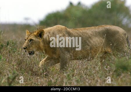 AFRICAN LION PANTHERA LEO, WEIBCHEN, DIE AUF LANGEM GRAS LAUFEN, KENIA Stockfoto