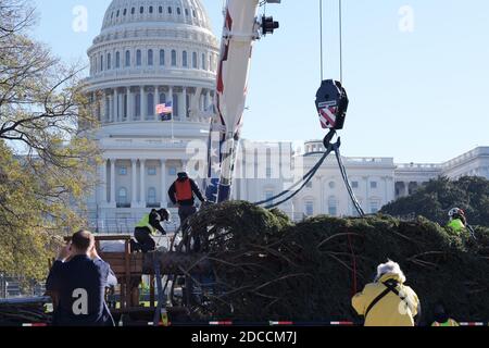 Der Weihnachtsbaum des Kapitols kommt heute am 20. November 2020 auf dem US Capitol Hill in Washington DC, USA, an. (Foto von Lenin Nolly/Sipa USA) Stockfoto