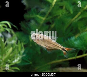 BUENOS AIRES TETRA Hemigrammus caudovittatus Stockfoto