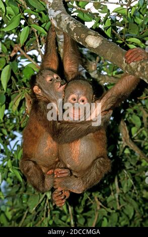 ORANG UTAN PONGO PYGMAEUS, JUNGE HÄNGEN AM AST, BORNEO Stockfoto
