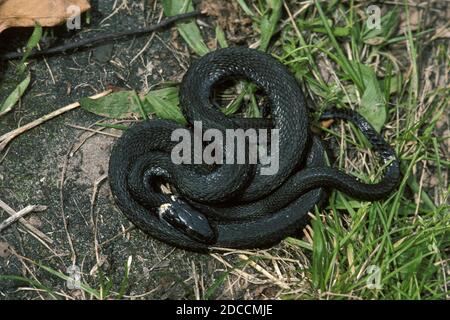 RINGELNATTER Natrix Natrix, Erwachsener, MELANISTISCHE FORM Stockfoto