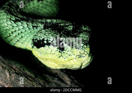 BUSH VIPER ATHERIS NITSCHEI, NAHAUFNAHME DES KOPFES, KENIA Stockfoto