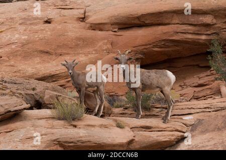 Ein Wüstenbighorn-Mutterschafe und ihr Lamm klettern auf die Sandsteinwände eines Canyons im Südosten Utahs. Stockfoto