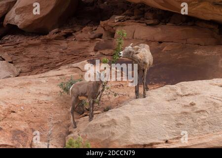 Ein Wüstenbighorn-Mutterschafe und ihr Lamm schlendern auf einem Busch in einem Canyon im Süden Utahs. Stockfoto