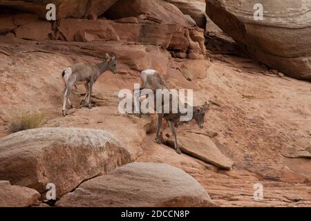 Ein Wüstenbighorn-Mutterschafe und ihr Lamm klettern auf die Sandsteinwände eines Canyons im Südosten Utahs. Stockfoto