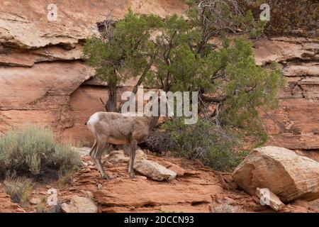 Ein Wüstenbighorn-Mutterschafe klettert auf die Sandsteinwände eines Canyons im Südosten Utahs. Stockfoto