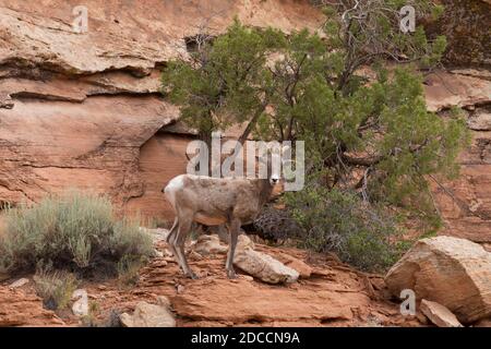 Ein Wüstenbighorn-Mutterschafe klettert auf die Sandsteinwände eines Canyons im Südosten Utahs. Stockfoto