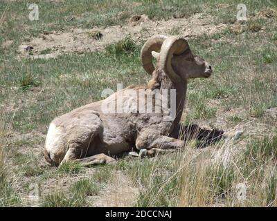 Ein reifer Desert Bighorn Schaframm ruht in etwas Gras in einem Canyon in Utah. Stockfoto