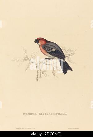 Elizabeth Gould, (Künstlerin), Britin, 1804 - 1841, Pyrrhula Erythrocephala (Rothaarfink), handkolorierte Lithographie Stockfoto