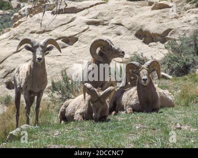 Reife Desert Bighorn Widder ruhen in einem Canyon in Utah. Stockfoto