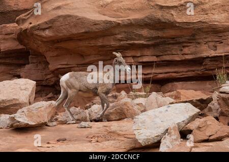 Ein Wüstenbighorn-Mutterschafe klettert auf die Sandsteinwände eines Canyons im Südosten Utahs. Stockfoto