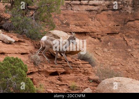 Ein Wüstenbighorn-Mutterschafe klettert auf die Sandsteinwände eines Canyons im Südosten Utahs. Stockfoto