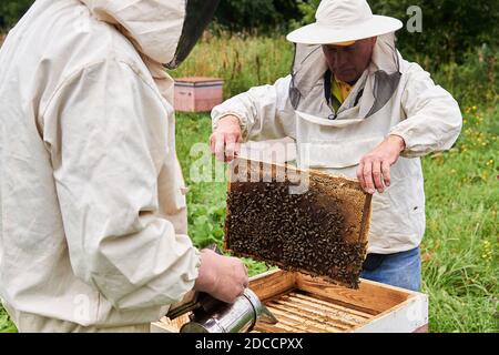 Perm, Russland - 13. August 2020: Zwei Imker überprüfen den Bienenstock mit einem Raucher und untersuchen entfernte Brutrahmen Stockfoto