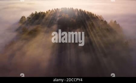 Fichten durch den Morgennebel in Lichtstrahlen. Bergwald im Herbst nebliger Sonnenaufgang. Stockfoto