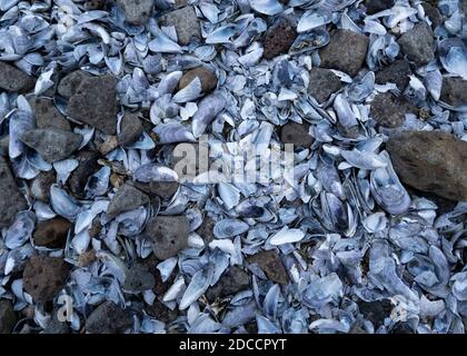 Blaue Muscheln an einem Strand gewaschen Stockfoto