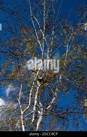 Blick von unten auf eine Birke an einem sonnigen Tag und blauen Himmel. Baumkrone und Äste mit herbstlichen Herbstblättern Stockfoto