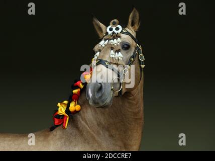 Andalusisches Lorbeerpferd-Porträt mit einem Zaumzeug nationaler Farben Stockfoto