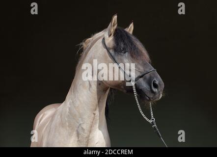 Rocky Mountain Horse Portrait auf dem Bauernhof Stockfoto