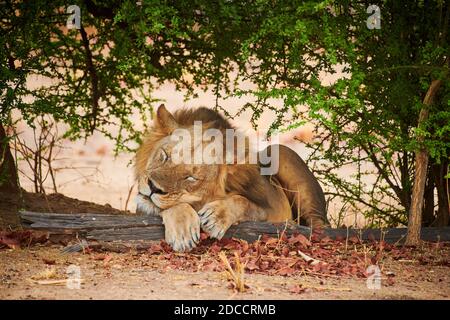 Verschlafene riesige männliche Löwe (Panthera leo), South Luangwa National Park, Mfuwe, Sambia, Afrika Stockfoto