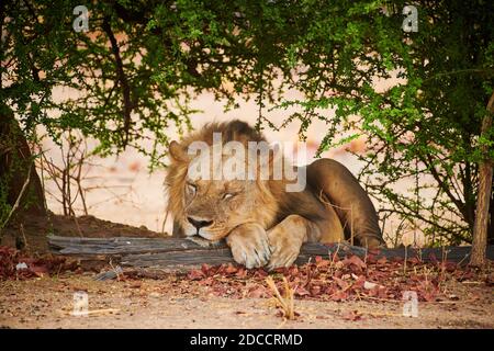 Verschlafene riesige männliche Löwe (Panthera leo), South Luangwa National Park, Mfuwe, Sambia, Afrika Stockfoto