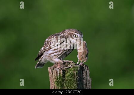 Kleine Eule (Athene noctua) mit gefangener Mäusebeute, die auf einem alten, verwitterten Zaunpfosten entlang der Wiese thront Stockfoto