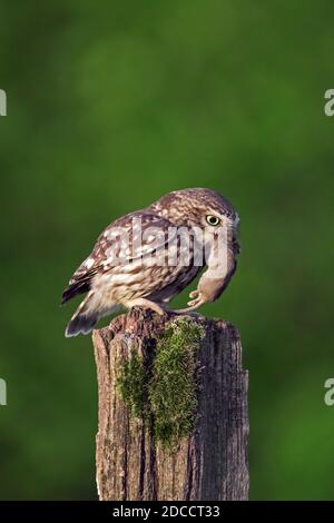 Kleine Eule (Athene noctua) mit gefangener Mäusebeute, die auf einem alten, verwitterten Zaunpfosten entlang der Wiese thront Stockfoto