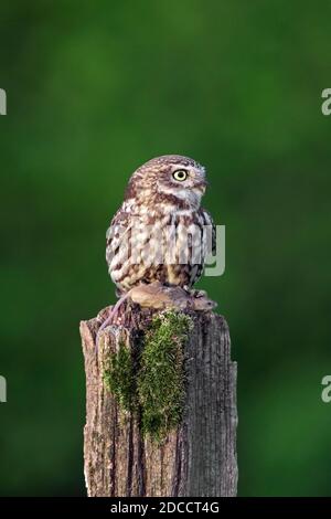 Kleine Eule (Athene noctua) mit gefangener Mäusebeute, die auf einem alten, verwitterten Zaunpfosten entlang der Wiese thront Stockfoto