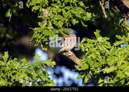 Kleine Eule (Athene noctua) Im Frühling in englischer Eiche Stockfoto