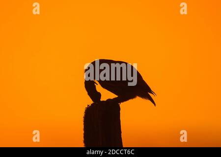 Kleine Eule (Athene noctua) Mit gefangener Maus Beute auf Zaunpfosten entlang Wiese thront Silhouetten gegen Sonnenuntergang Stockfoto
