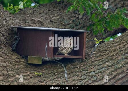 Kleine Eule (Athene noctua) Sitzen am Eingang von hölzernen Nistkasten / Nistkasten in Eiche Stockfoto