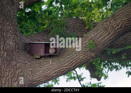 Kleine Eule (Athene noctua) Sitzen am Eingang von hölzernen Nistkasten / Nistkasten in Eiche Stockfoto